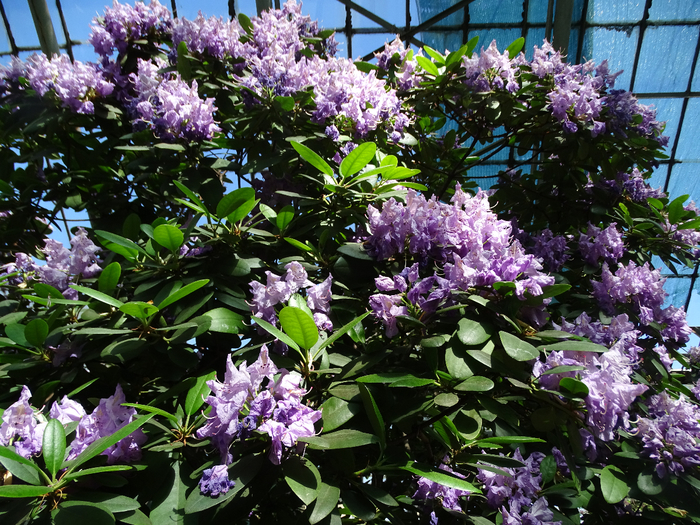 DSC00654 (700x525, 619Kb)