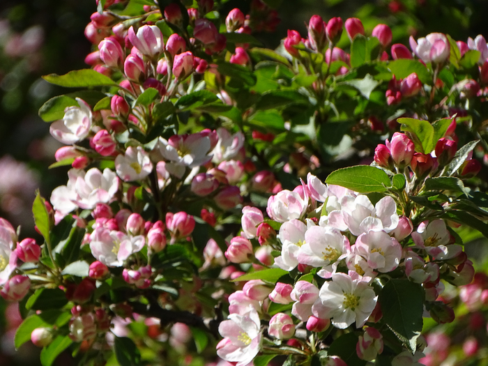 DSC00667 (700x525, 492Kb)