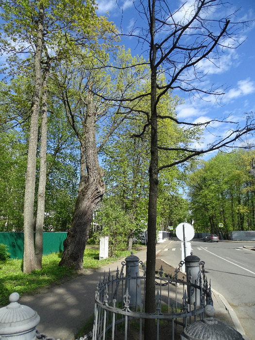 DSC00672 (525x700, 630Kb)