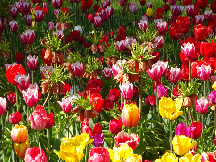 DSC00686 (700x525, 639Kb)