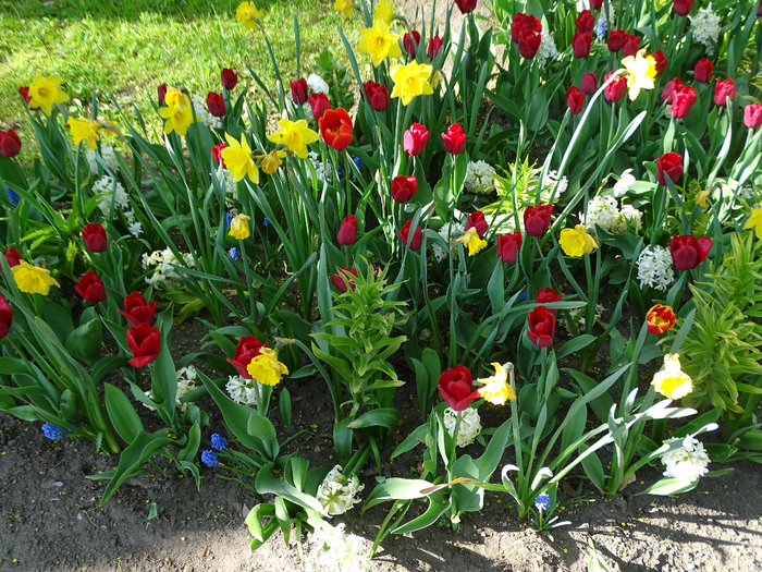 DSC00701 (700x525, 631Kb)