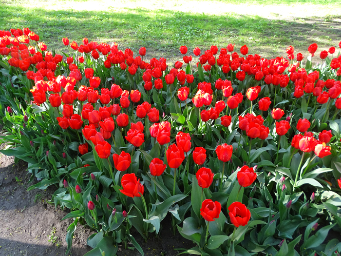 DSC00708 (700x525, 645Kb)