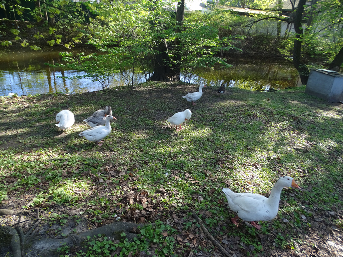 DSC00711 (700x525, 639Kb)