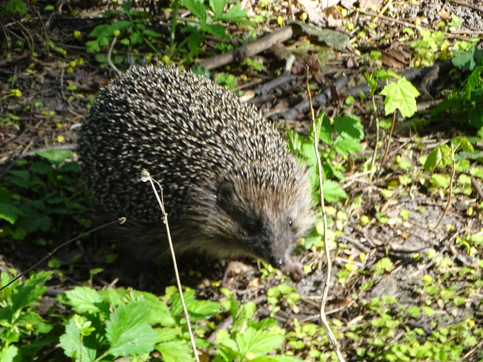 DSC00713 (700x525, 526Kb)