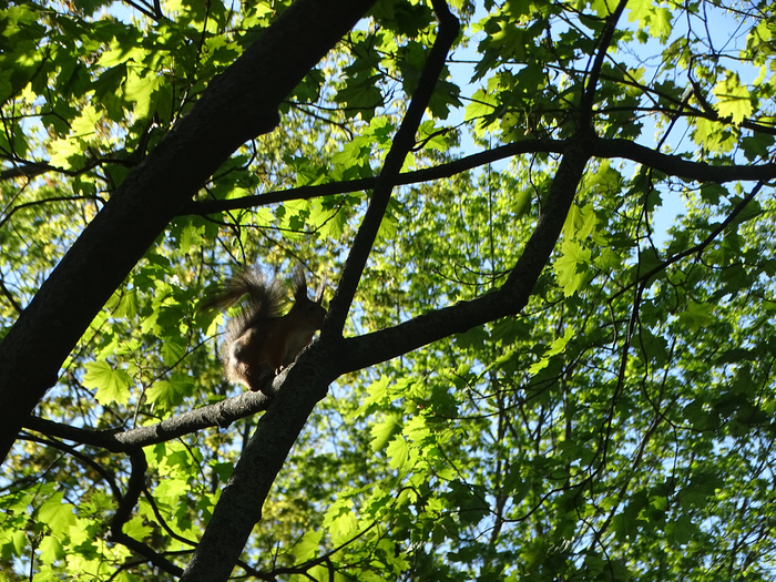 DSC00720 (700x525, 668Kb)