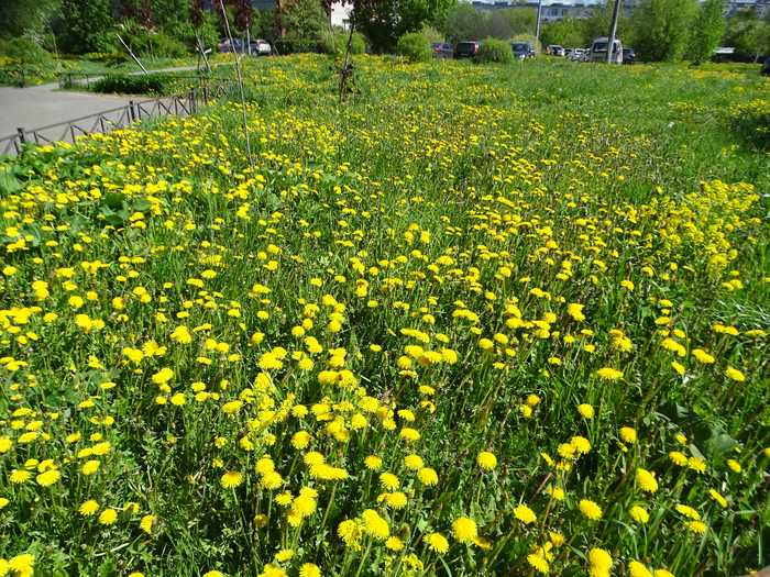 DSC00728 (700x525, 754Kb)