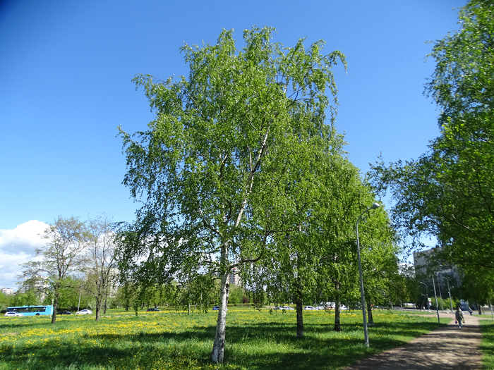 DSC00735 (700x525, 578Kb)