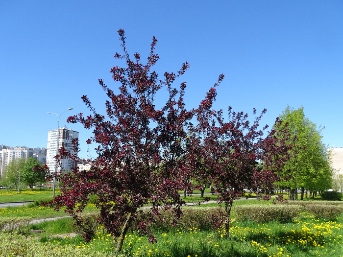 DSC00740 (700x525, 555Kb)