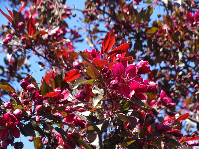 DSC00743 (700x525, 603Kb)