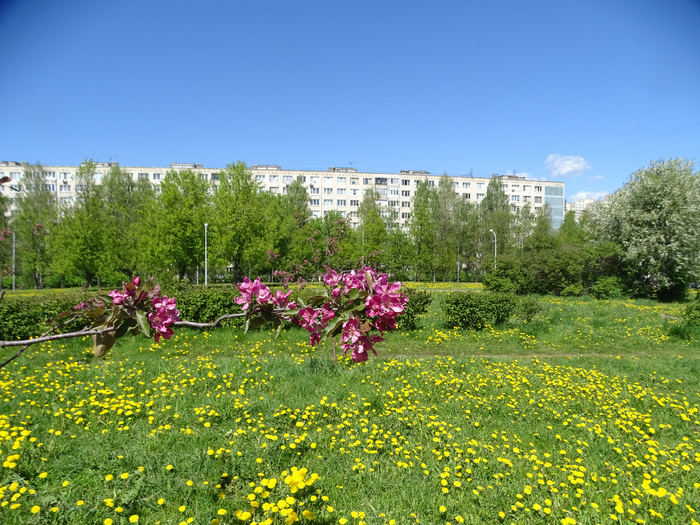 DSC00746 (700x525, 555Kb)