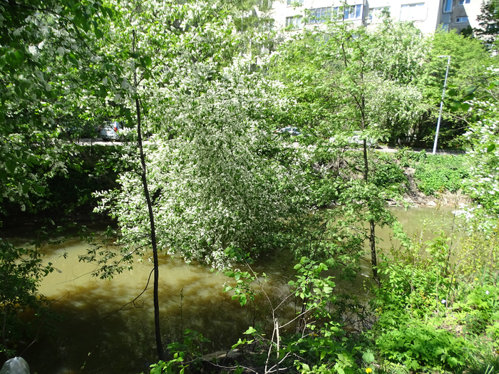 DSC00747 (700x525, 659Kb)