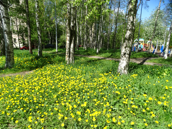 DSC00755 (700x525, 718Kb)