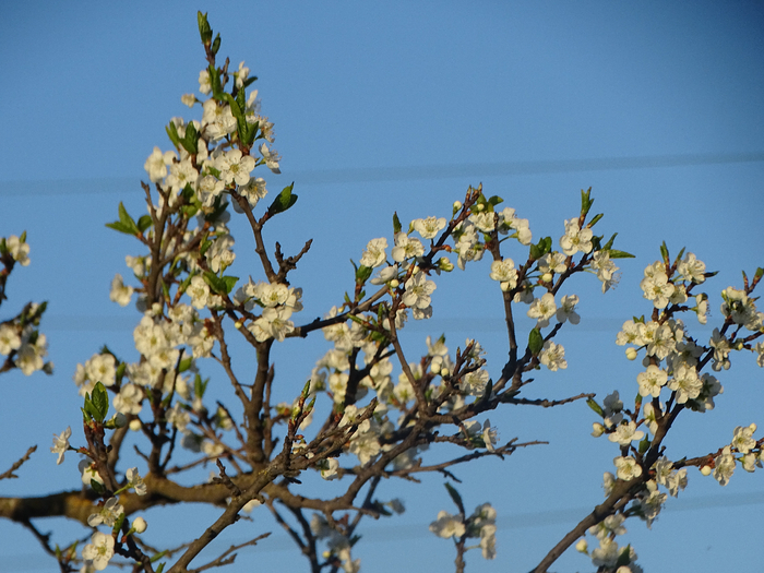 DSC00771 (700x525, 435Kb)