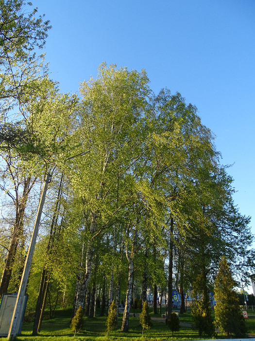 DSC00775 (525x700, 614Kb)