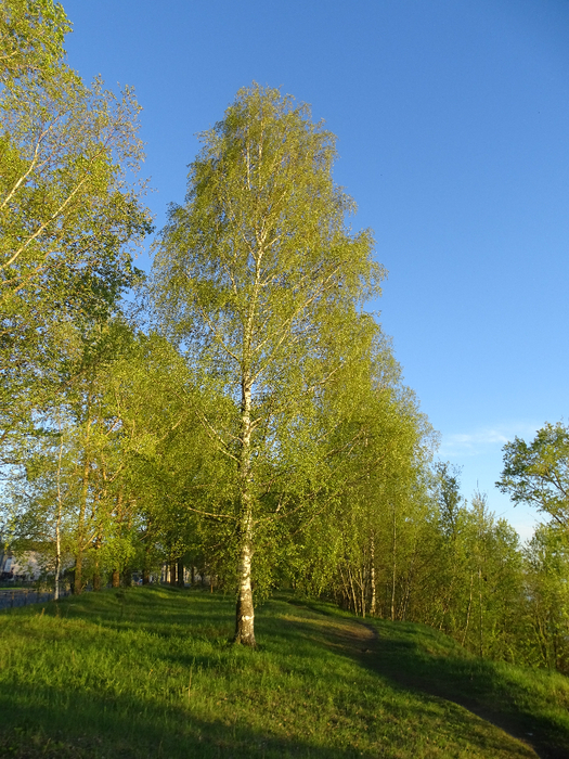 DSC00777 (525x700, 570Kb)