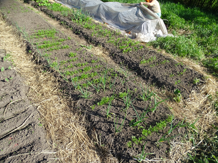 DSC00808 (700x525, 677Kb)