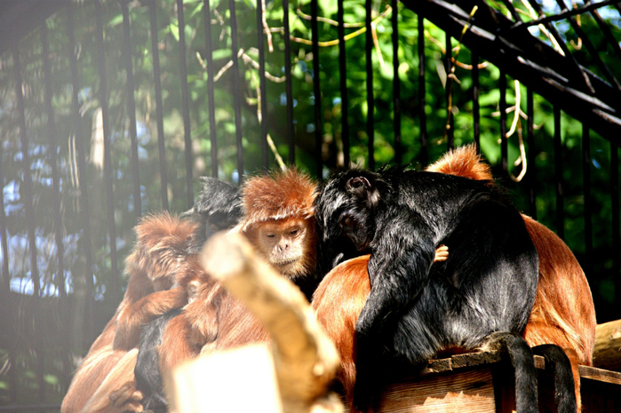 DSC014930 (700x465, 401Kb)