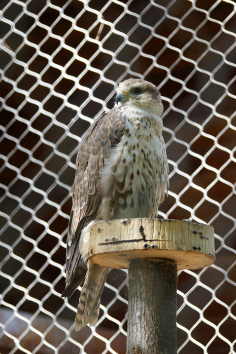 DSC01586 (465x700, 446Kb)