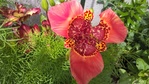 Посмотреть все фотографии серии Цветы из моего сада