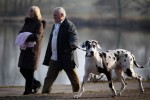 (Crufts) -     .
