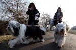  (Crufts) -     .