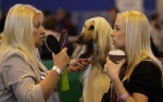  (Crufts) -     .
