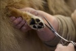  (Crufts) -     .