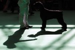  (Crufts) -     .