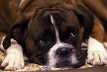  (Crufts) -     .