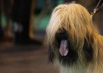  (Crufts) -     .