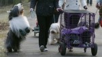  (Crufts) -     .