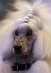  (Crufts) -     .