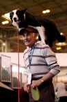  (Crufts) -     .