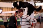  (Crufts) -     .