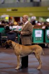  (Crufts) -     .