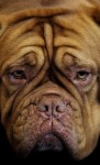  (Crufts) -     .