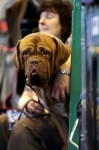  (Crufts) -     .