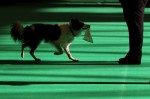  (Crufts) -     .