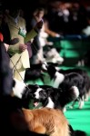  (Crufts) -     .