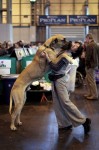  (Crufts) -     .