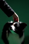  (Crufts) -     .