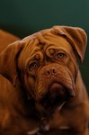  (Crufts) -     .
