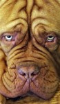  (Crufts) -     .