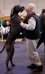  (Crufts) -     .
