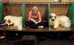  (Crufts) -     .