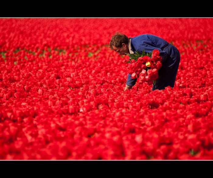 At Work In A Sea Of Scarlet