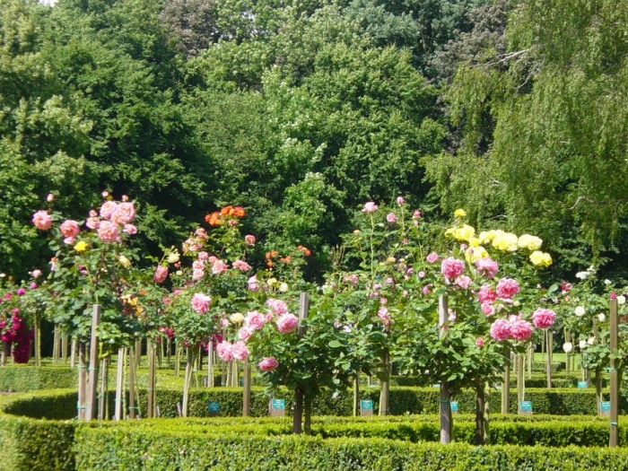 Rose Garden - Le jardin des roses