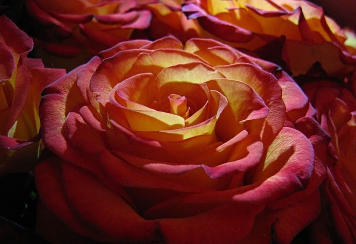 Роза огненная фото и описание