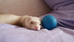     my girl ferret- Fiska