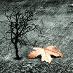  (150x150, 37Kb)